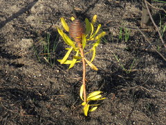 Leucadendron platyspermum
