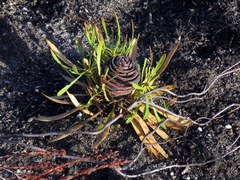 Leucadendron platyspermum