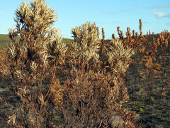 Leucadendron platyspermum
