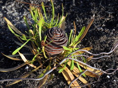 Leucadendron platyspermum
