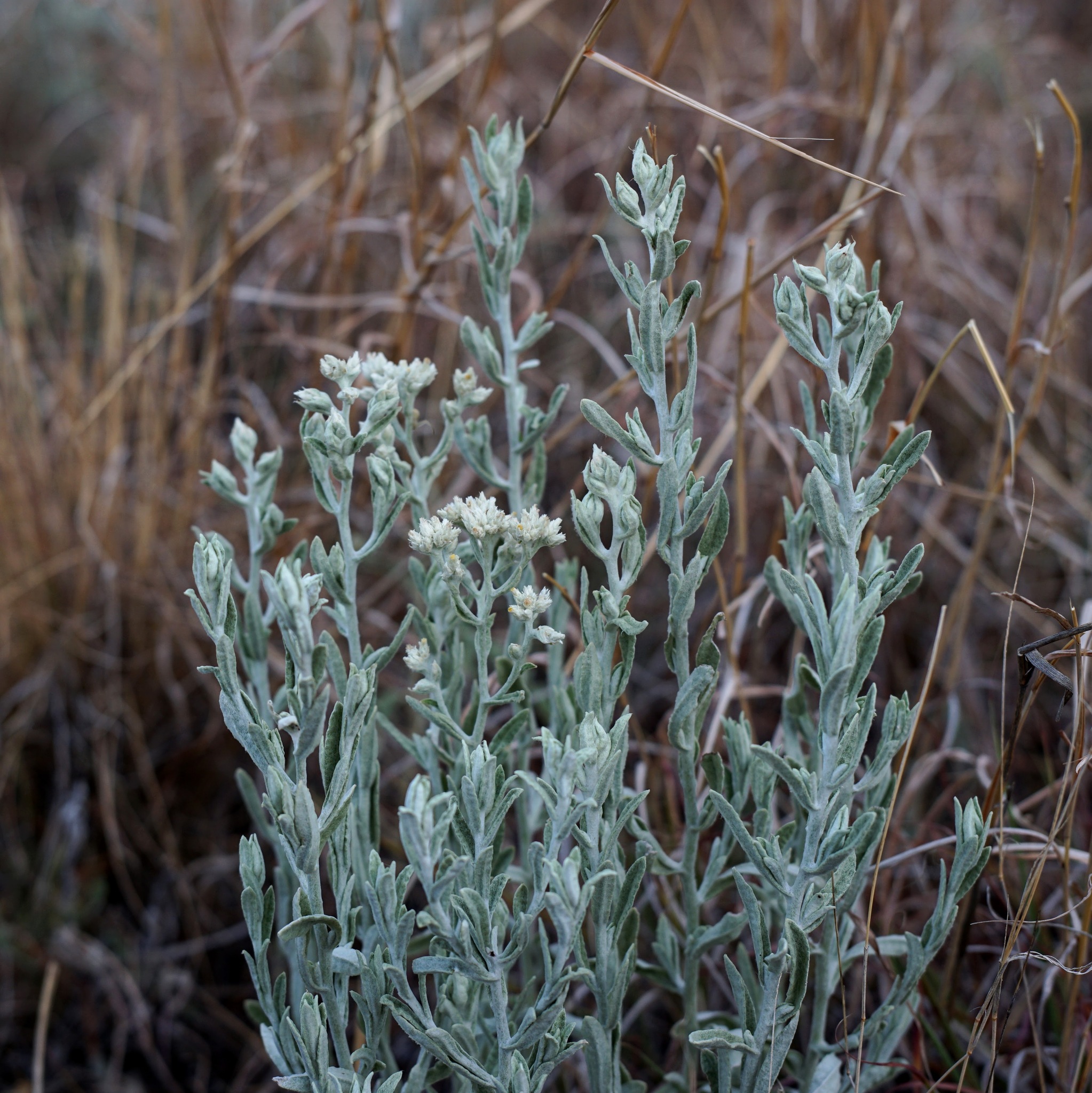 Pseudognaphalium canescens