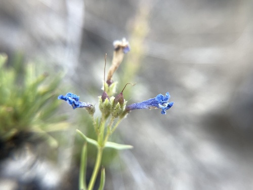 Stiffleaf Penstemon (Penstemon aridus)
