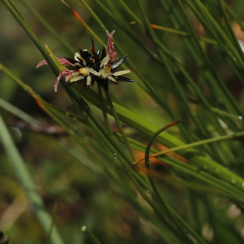 Image of Juncus jacquinii by (c) juliusp, some rights reserved (CC BY)