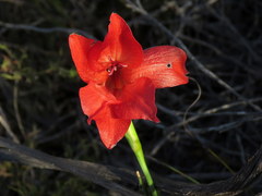 Gladiolus meridionalis