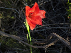 Gladiolus meridionalis