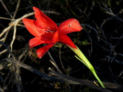 Gladiolus meridionalis
