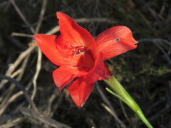 Gladiolus meridionalis