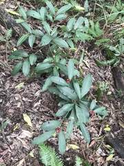 Ardisia cornudentata