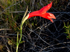 Gladiolus meridionalis