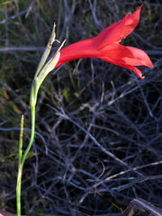 Gladiolus meridionalis