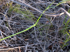 Gladiolus meridionalis