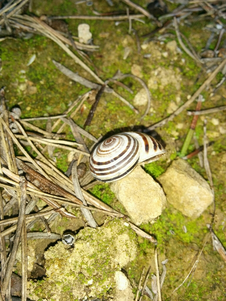 Iberus splendidus