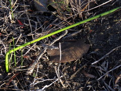 Gladiolus meridionalis