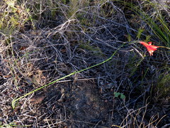 Gladiolus meridionalis