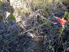 Gladiolus meridionalis