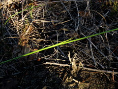 Gladiolus meridionalis