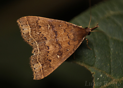 Lepidoptera
