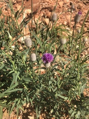 Parapolydora fastigiata