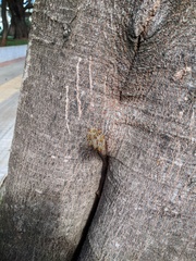 Tetragonisca fiebrigi