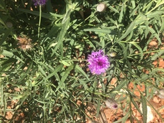 Parapolydora fastigiata