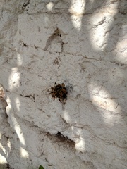 Tetragonisca fiebrigi