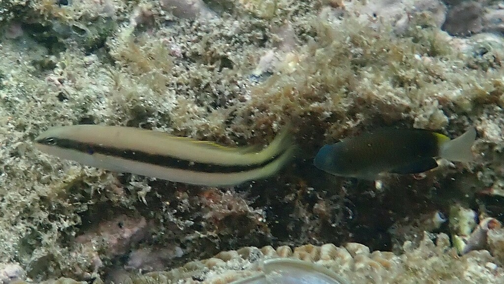 Blackstripe Dottyback