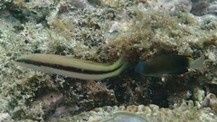 Blackstripe Dottyback photo 1