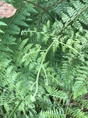 Microlepia