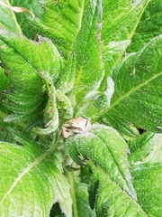 Dendropsophus molitor