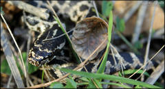 Elaphe quatuorlineata