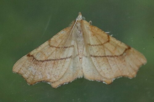 August Thorn