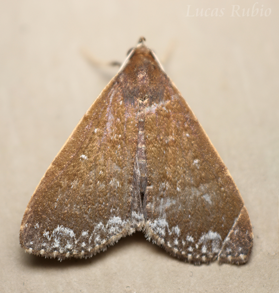 Aristaria theroalis