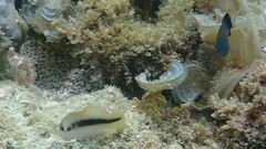 Blackstripe Dottyback photo 3