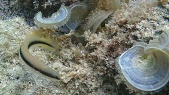 Blackstripe Dottyback photo 2