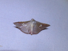 Thyrididae