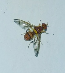 Dacinae