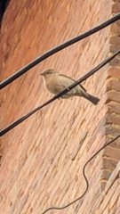 Passer domesticus