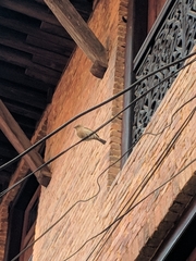 Passer domesticus