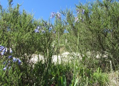 Agapanthus inapertus