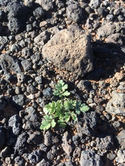 Hedosyne ambrosiifolia