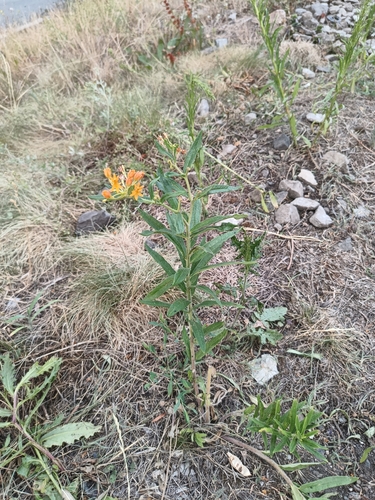 Asclepias tuberosa