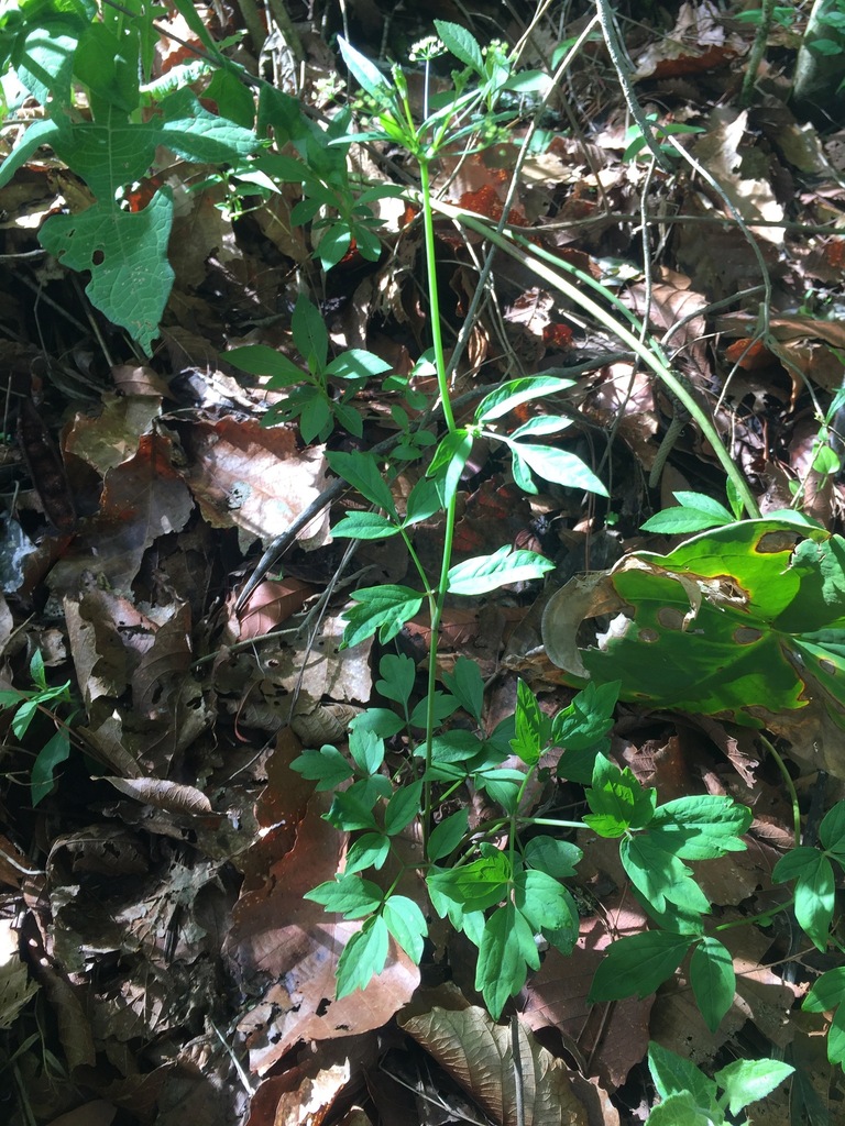 Donnellsmithia serrata