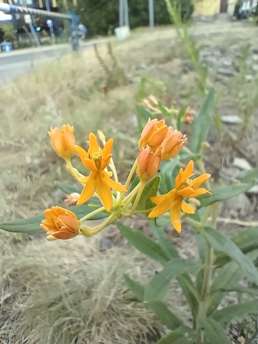 Asclepias tuberosa