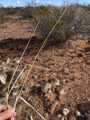 Sporobolus contractus