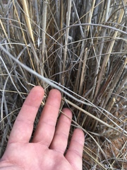 Sporobolus contractus