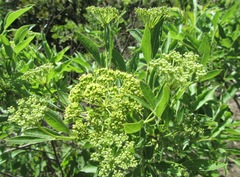 Heteromorpha arborescens abyssinica