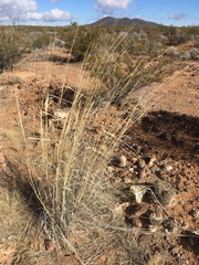 Sporobolus contractus