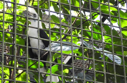 Berenicornis comatus