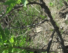 Heteromorpha arborescens abyssinica