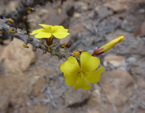 Image of Oxalis gigantea by (c) Rodrigo Castillo Tapia, some rights reserved (CC BY)